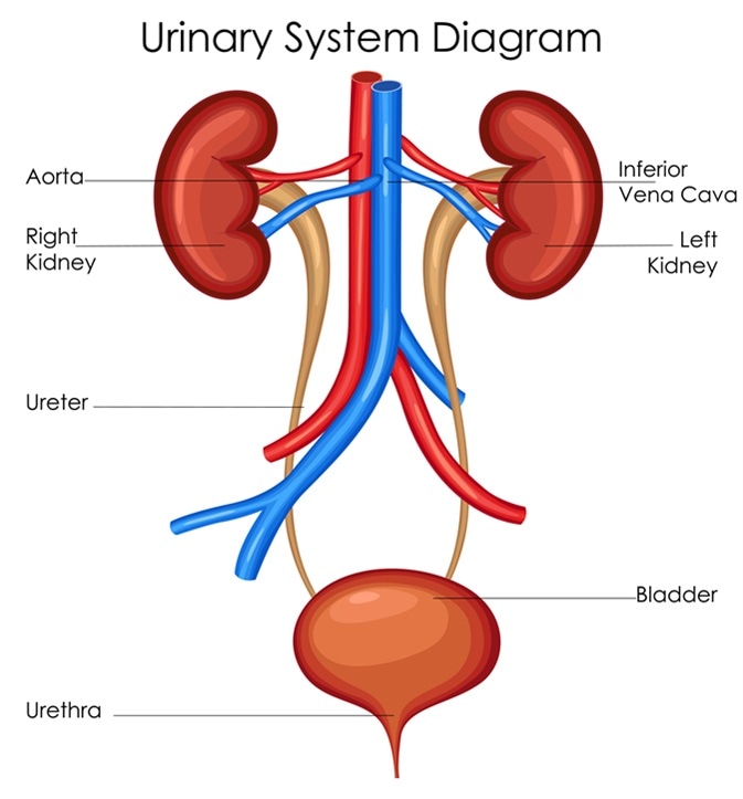 Urinary System Diagram. Image Credit: Vecton / Shutterstock